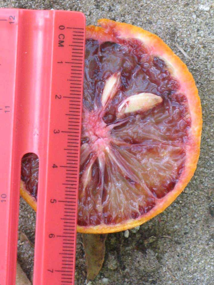              Fruit cross-section (Winter Haven, FL)       